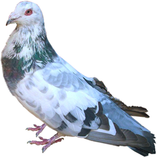 Runt Pigeon
